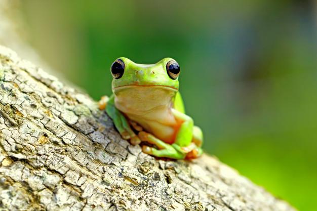 green-tree-frog